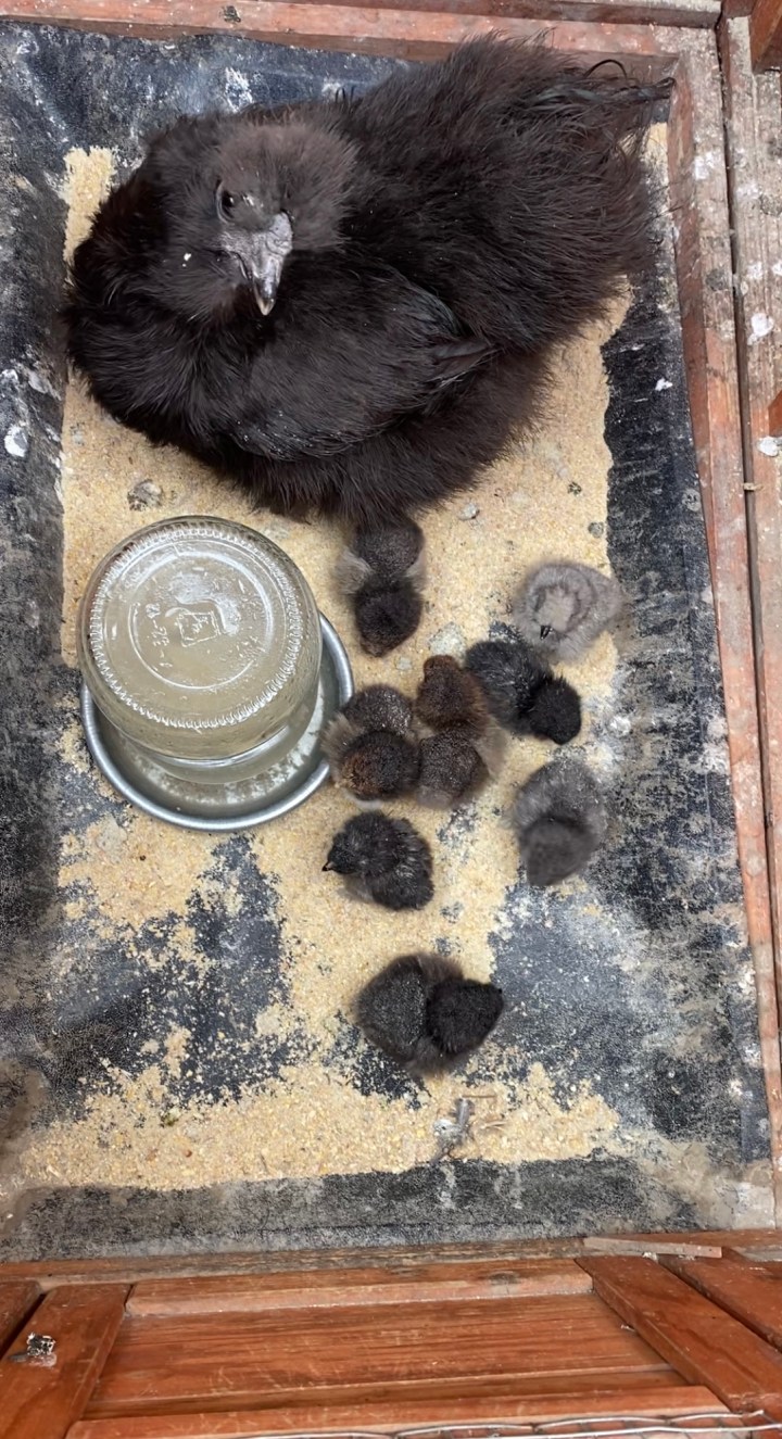 #186 Peep! Peep!&nbsp;Peep!